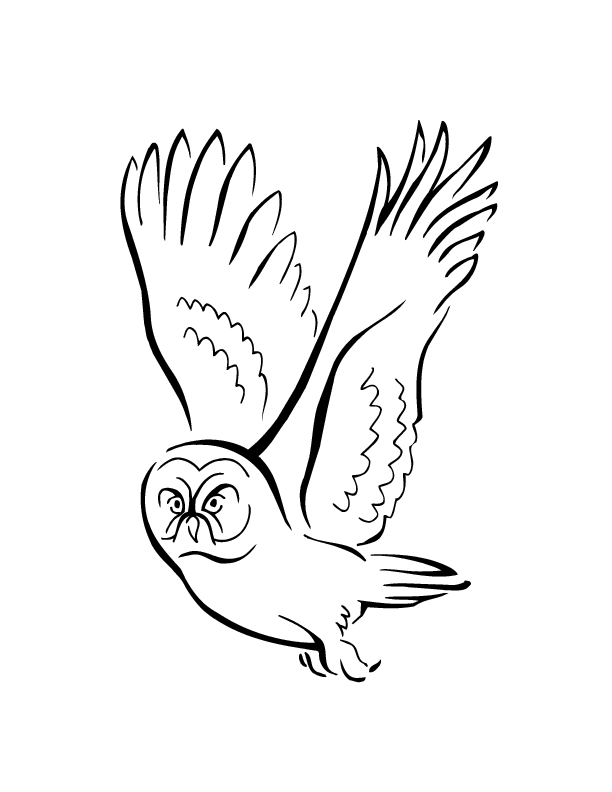 cute cute owl Colouring Pages