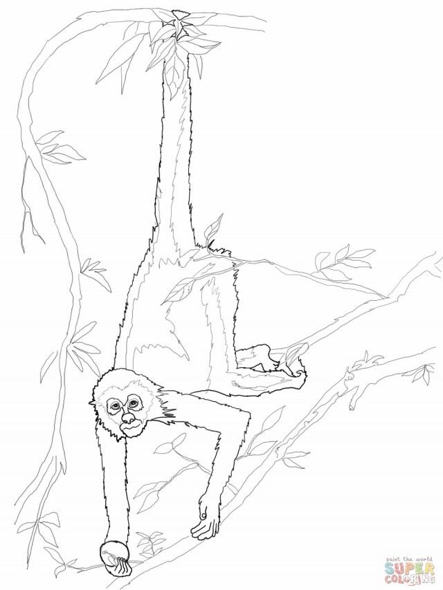 spider monkey coloring pages - Clip Art Library.