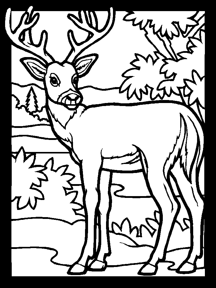 deer-coloring-pages-4 (719�959) | Levis First