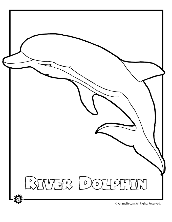 Amazon River Dolphin Drawing Images  Pictures 