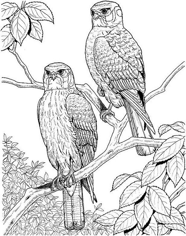 Colouring Sheets For Adults | Coloring Pages