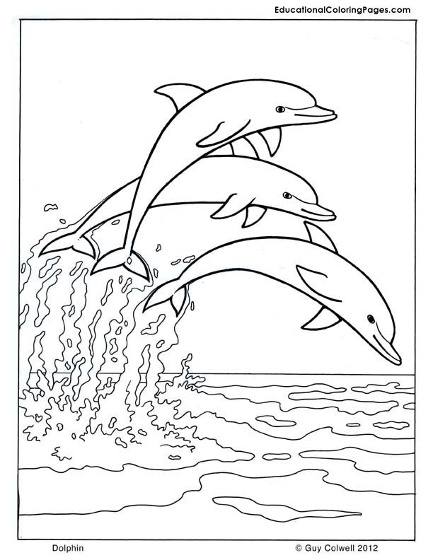 Dolphin coloring | Animal 