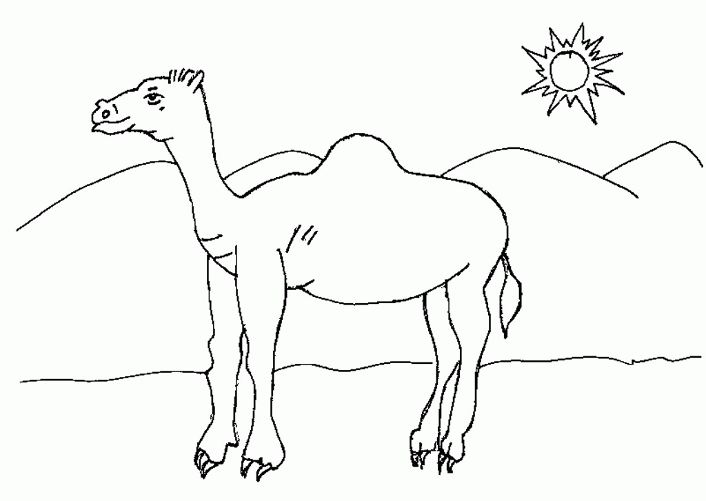 Camel On The Desert Coloring Pages :Kids Coloring Pages