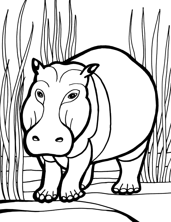 Hippopotamus (Hippo) coloring page - Animals Town - animals color