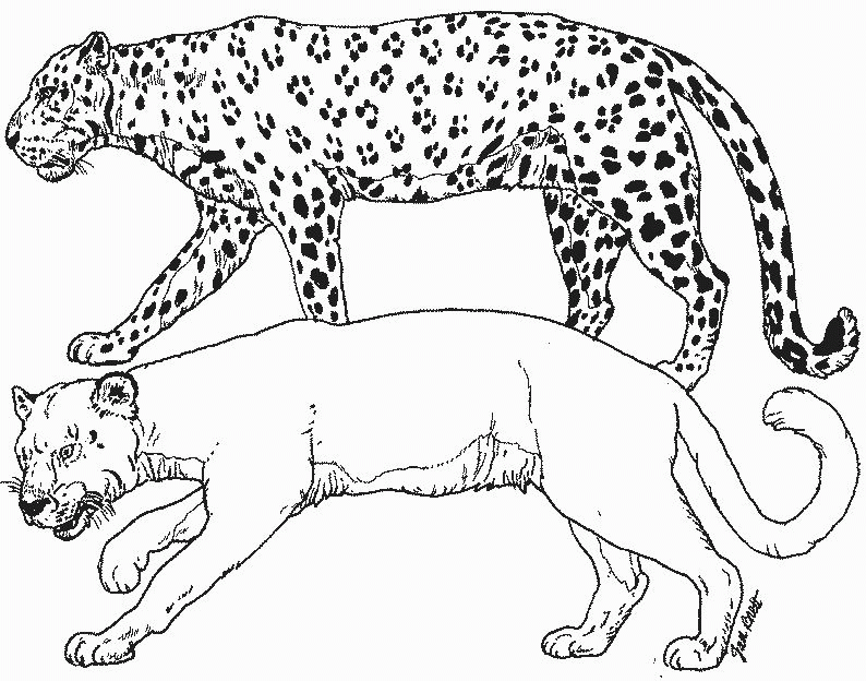 Free leopard printable coloring sheet