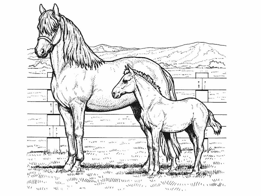 Free Free Printable Realistic Horse Coloring Pages Download Free Free 