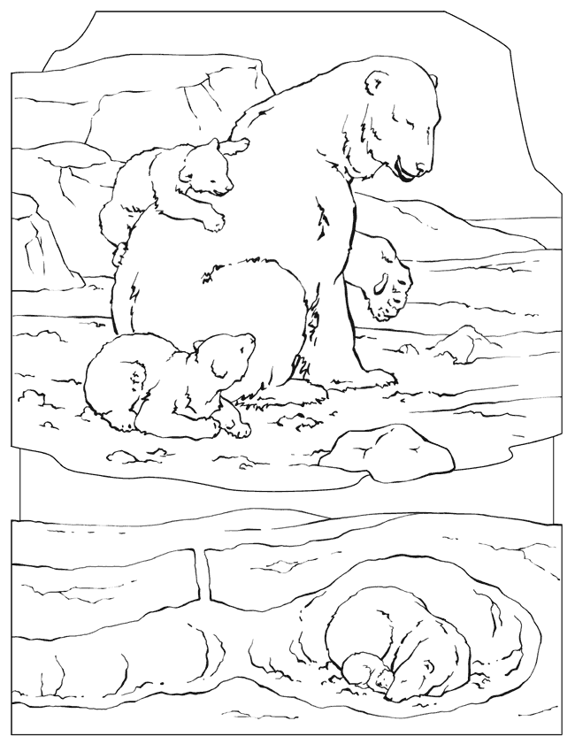 Arctic Animals Coloring Pages To Print | Coloring Pages For All Ages