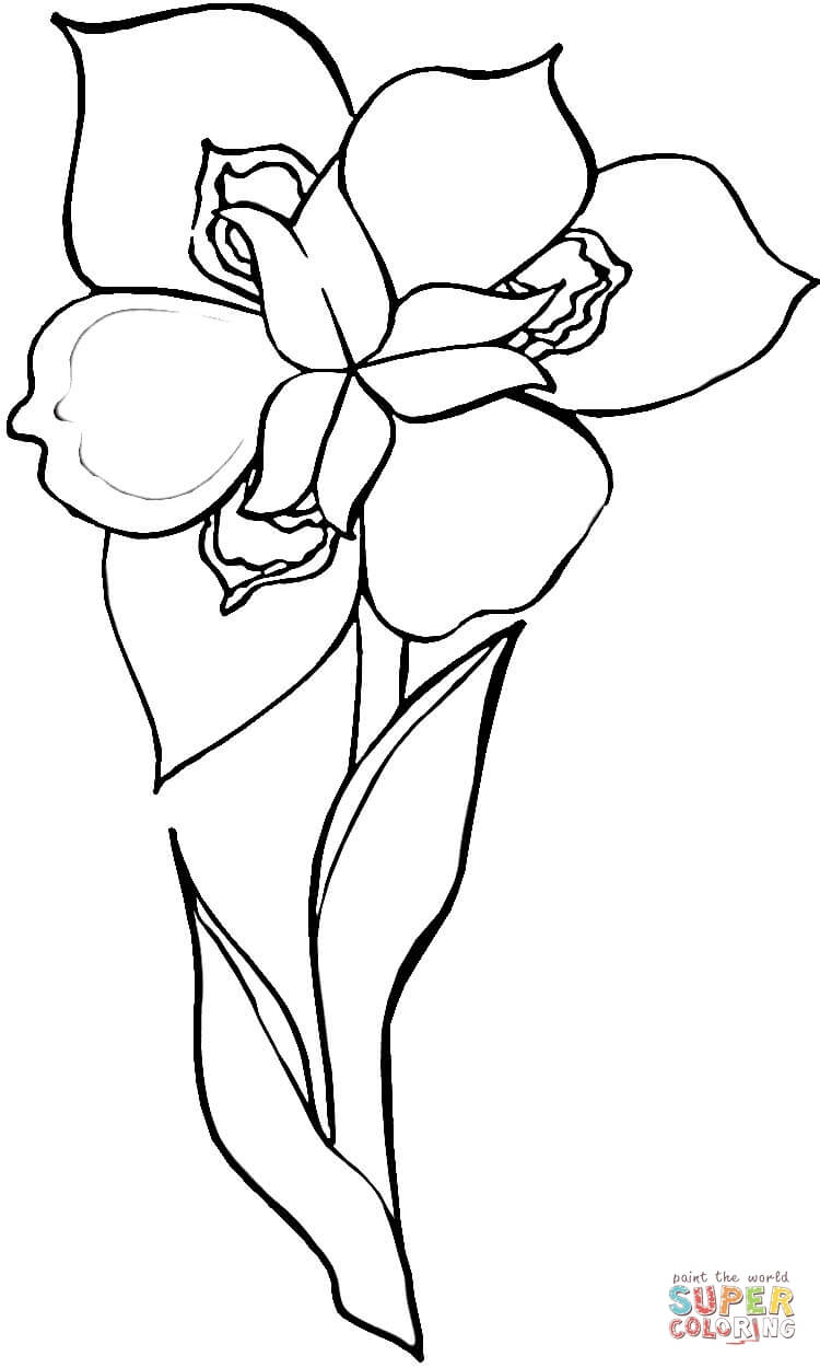 Free Iris Flower Coloring Page, Download Free Iris Flower Coloring ...