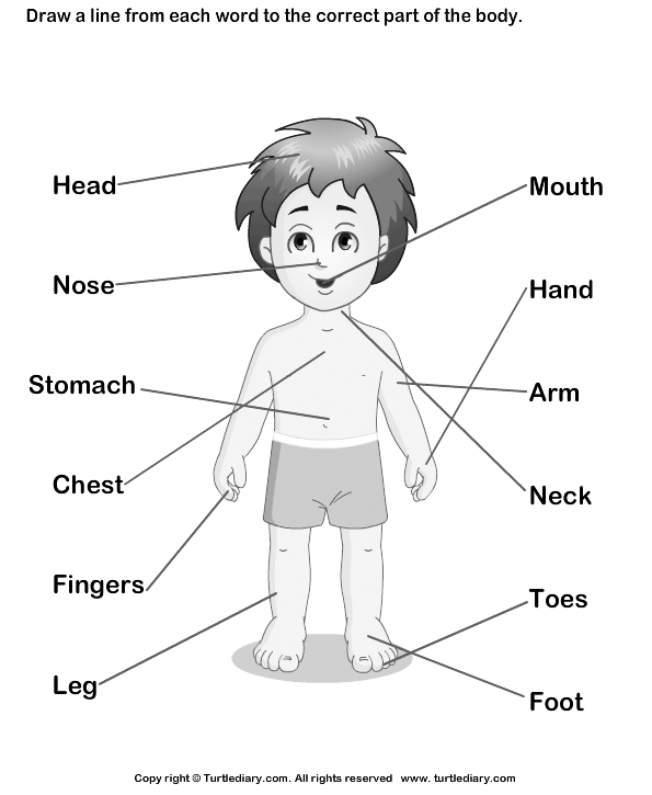 body parts in german language - Clip Art Library