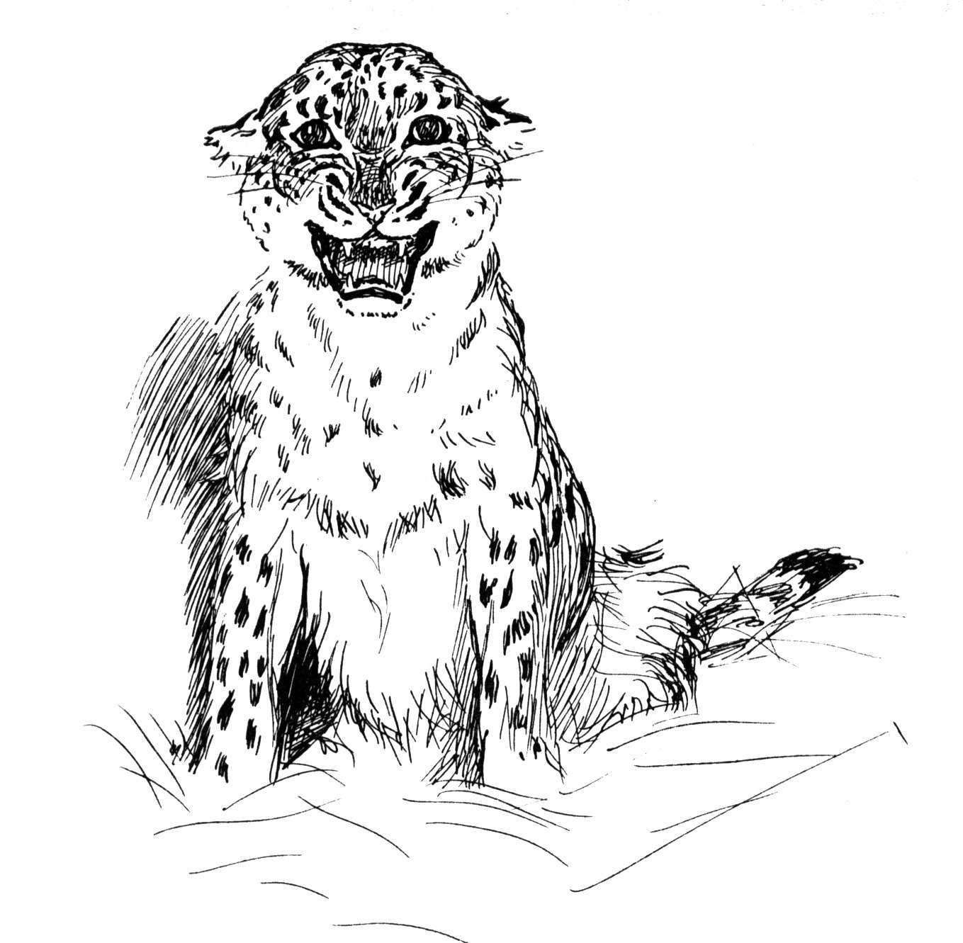 Free Leopard| Coloring Pages for Kids |Clipart Library