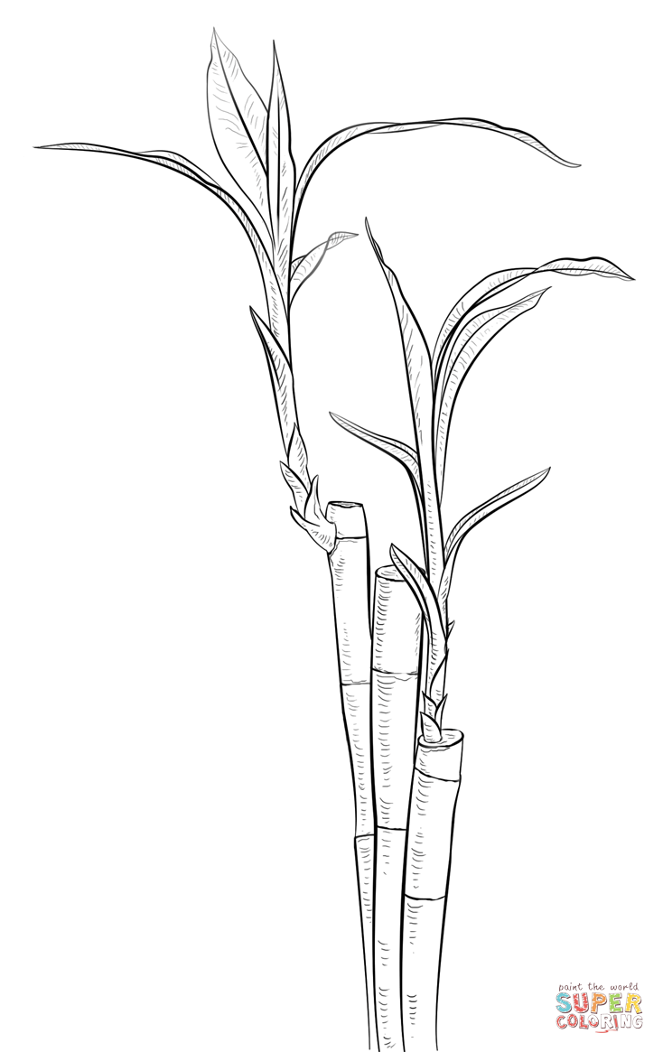 Bamboo houseplant coloring page | Free Printable Coloring Pages