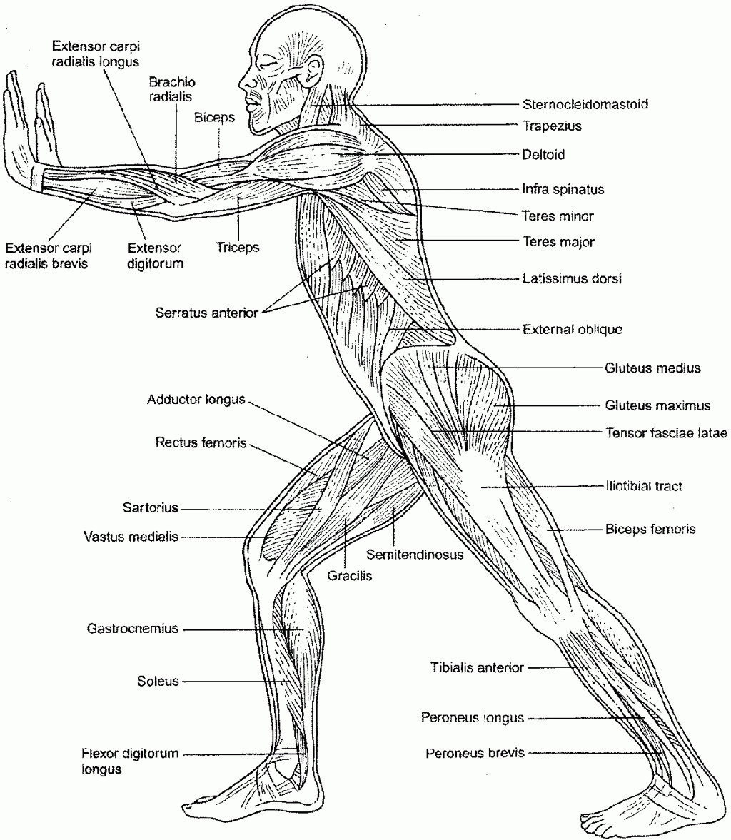 Free Anatomy And Physiology Coloring Pages Free Download Free Anatomy 