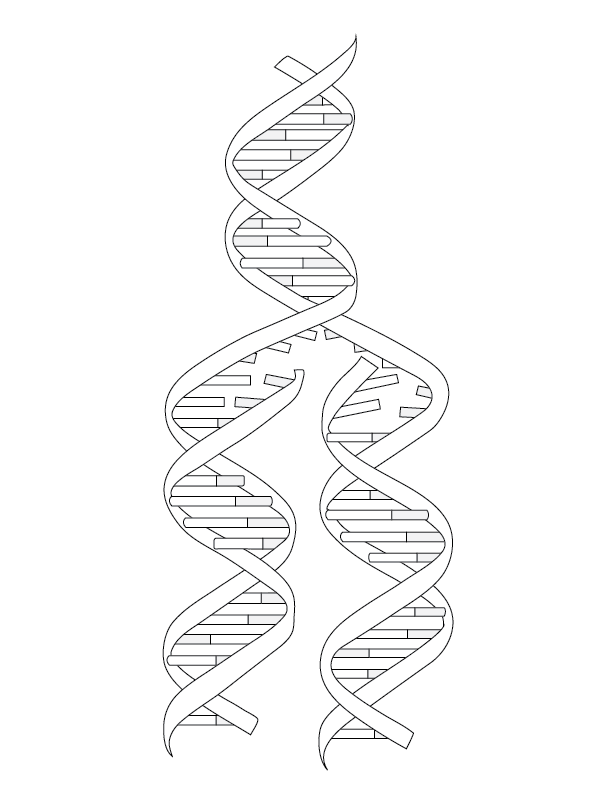 Free Dna Coloring Page Download Free Dna Coloring Page Png Images