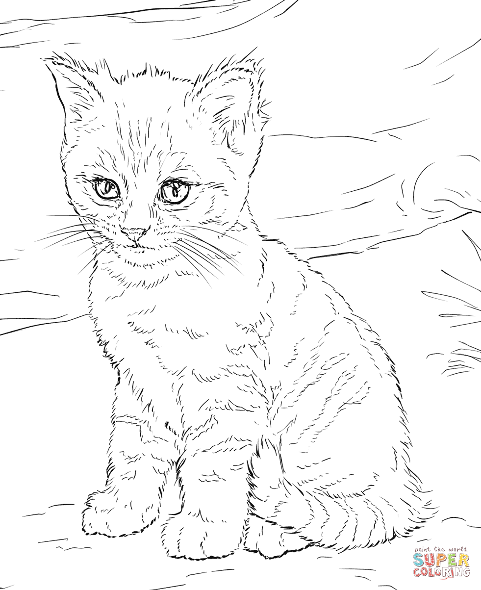 Free Cat And Kitten Coloring Page Download Free Cat And Kitten