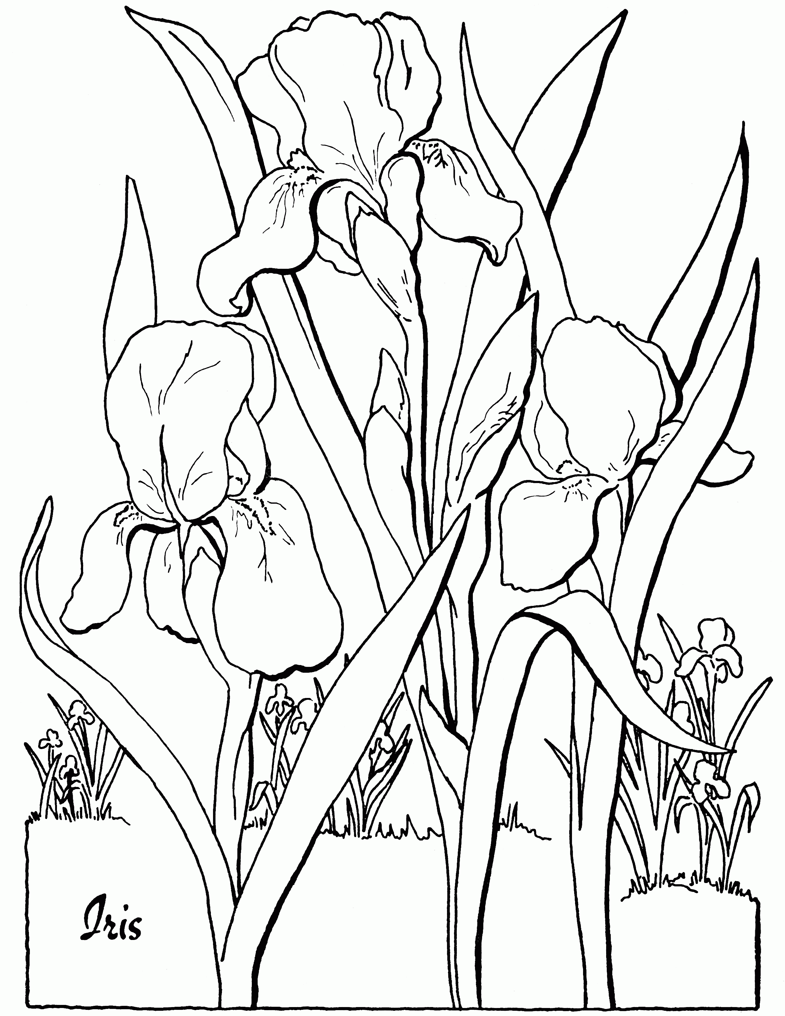 Free Iris Flower Coloring Page Download Free Iris Flower Coloring Page Png Images Free