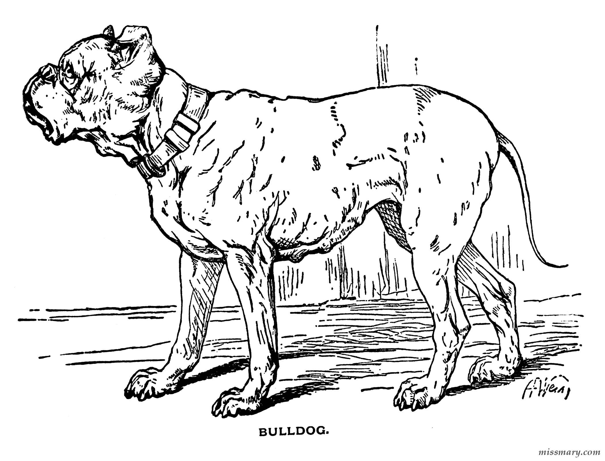 Bulldog For Kids | Coloring Pages for Kids and for Adults