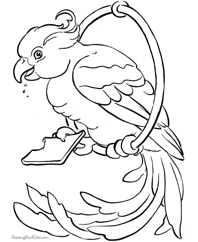 Parrot Bird Drawing Images  Pictures 