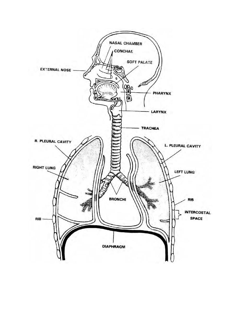 free-respiratory-system-coloring-page-download-free-respiratory-system