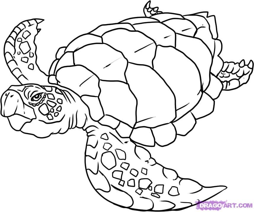 How to Draw a Turtle, Step by Step, Reptiles, Animals| FREE Online