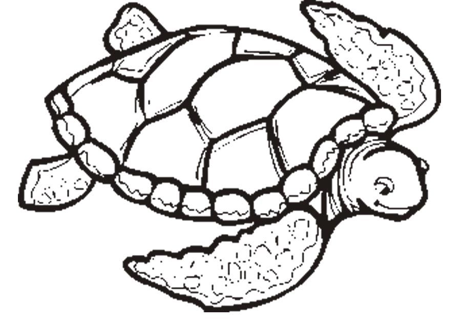 Cute Sea Turtle Coloring Page Clip Art Library