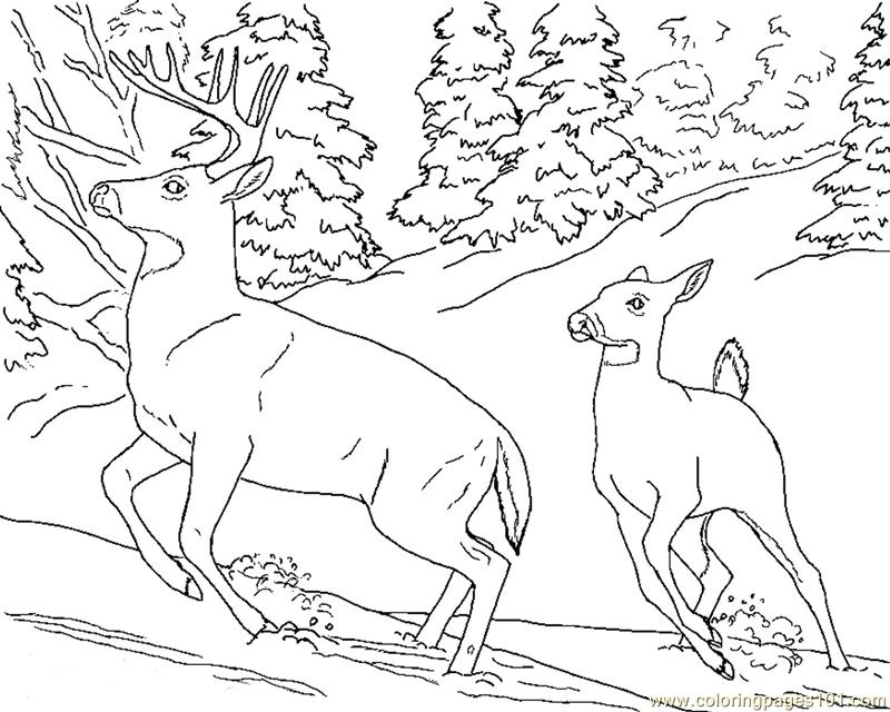 Coloring Pages Deer doe buck snow (Mammals  Deer)| free printable