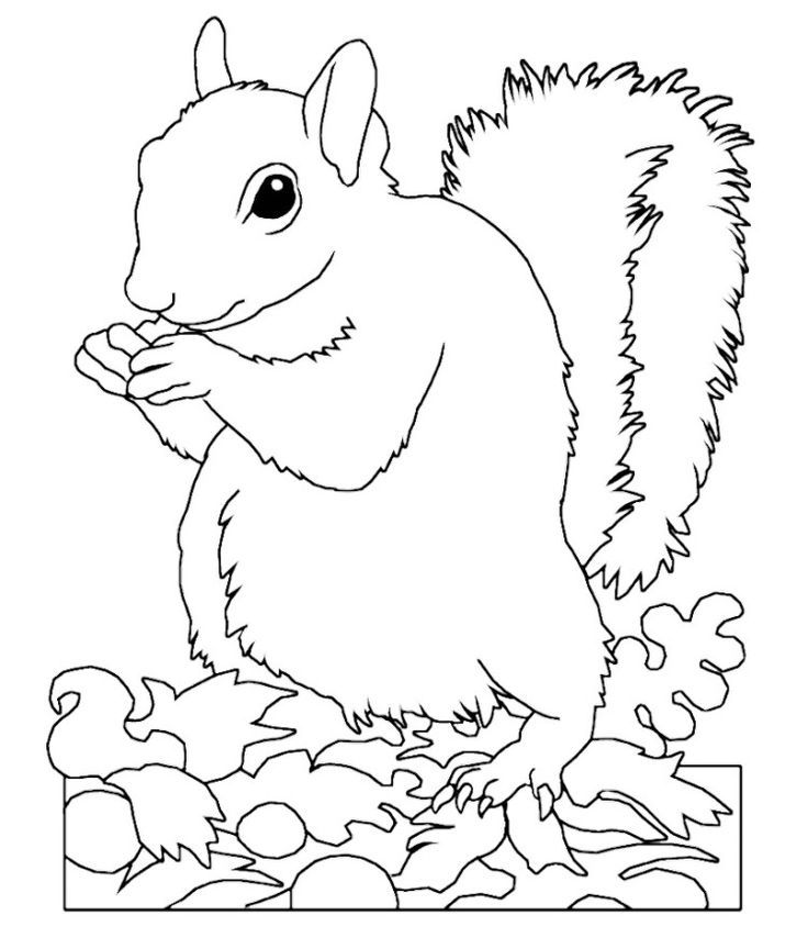 Animal Squirrel Coloring Pages | Wild Again Rescue