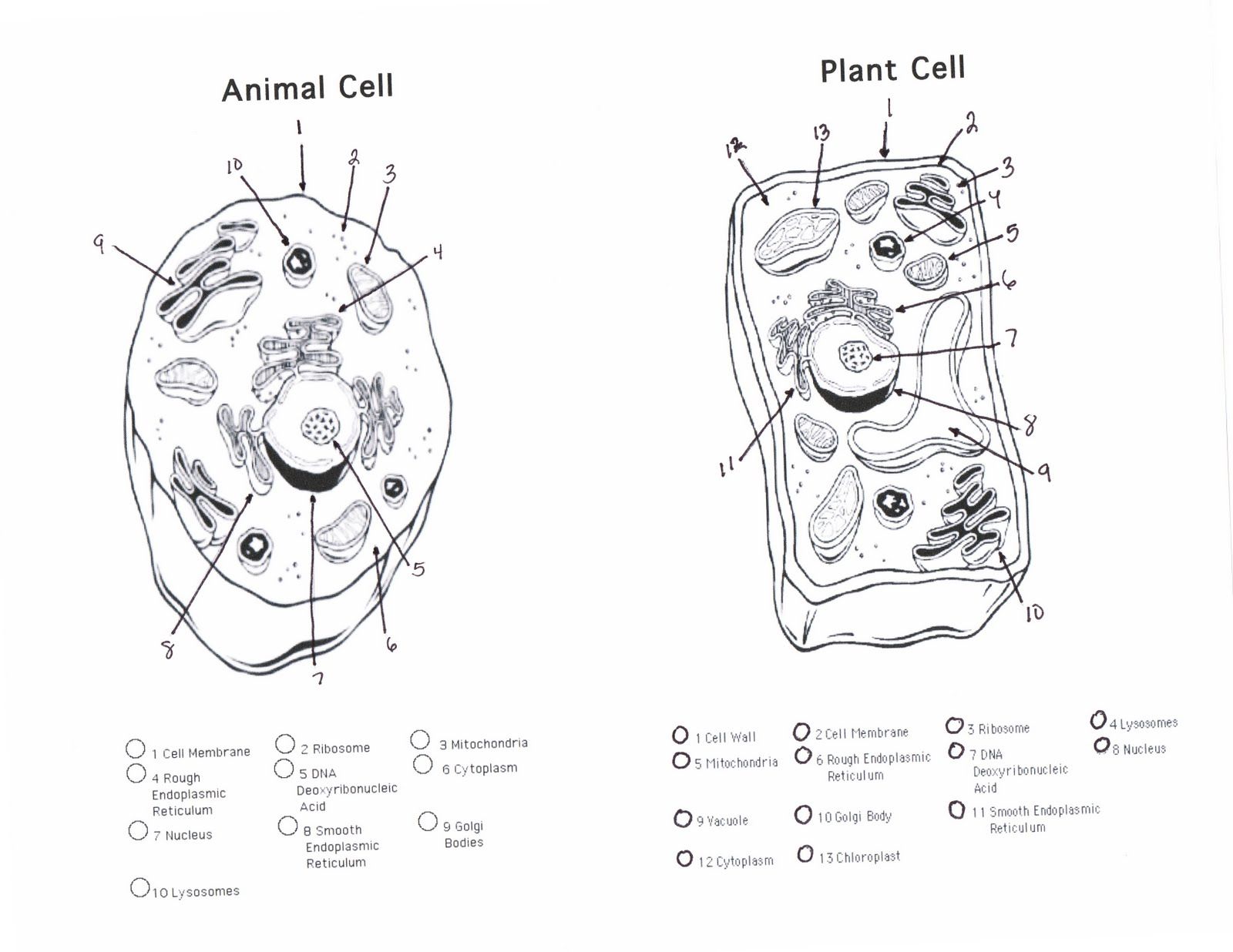 plant and animal cell blank - Clip Art Library Inside Plant Cell Coloring Worksheet