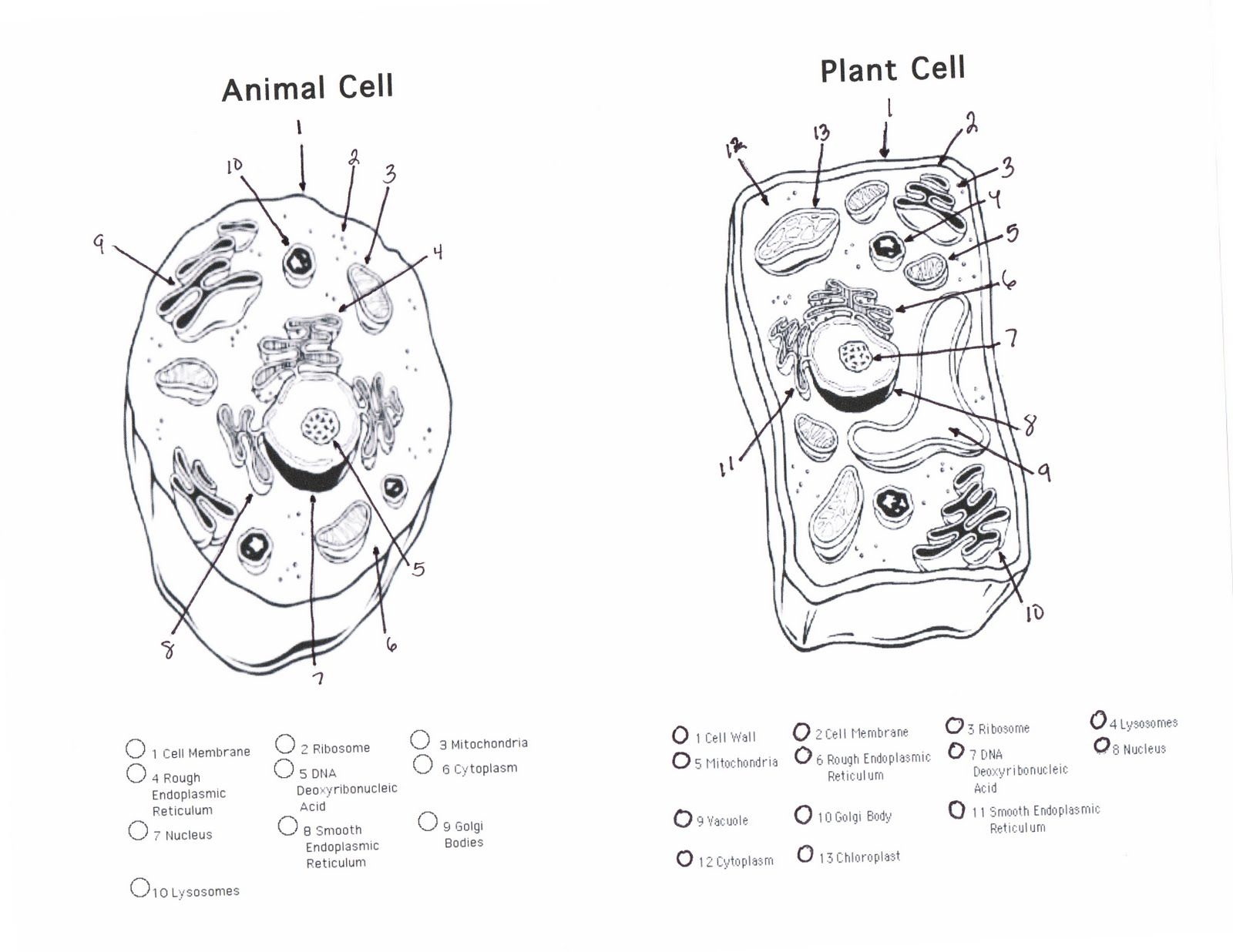 plant and animal cell blank - Clip Art Library Within Animal Cell Coloring Worksheet