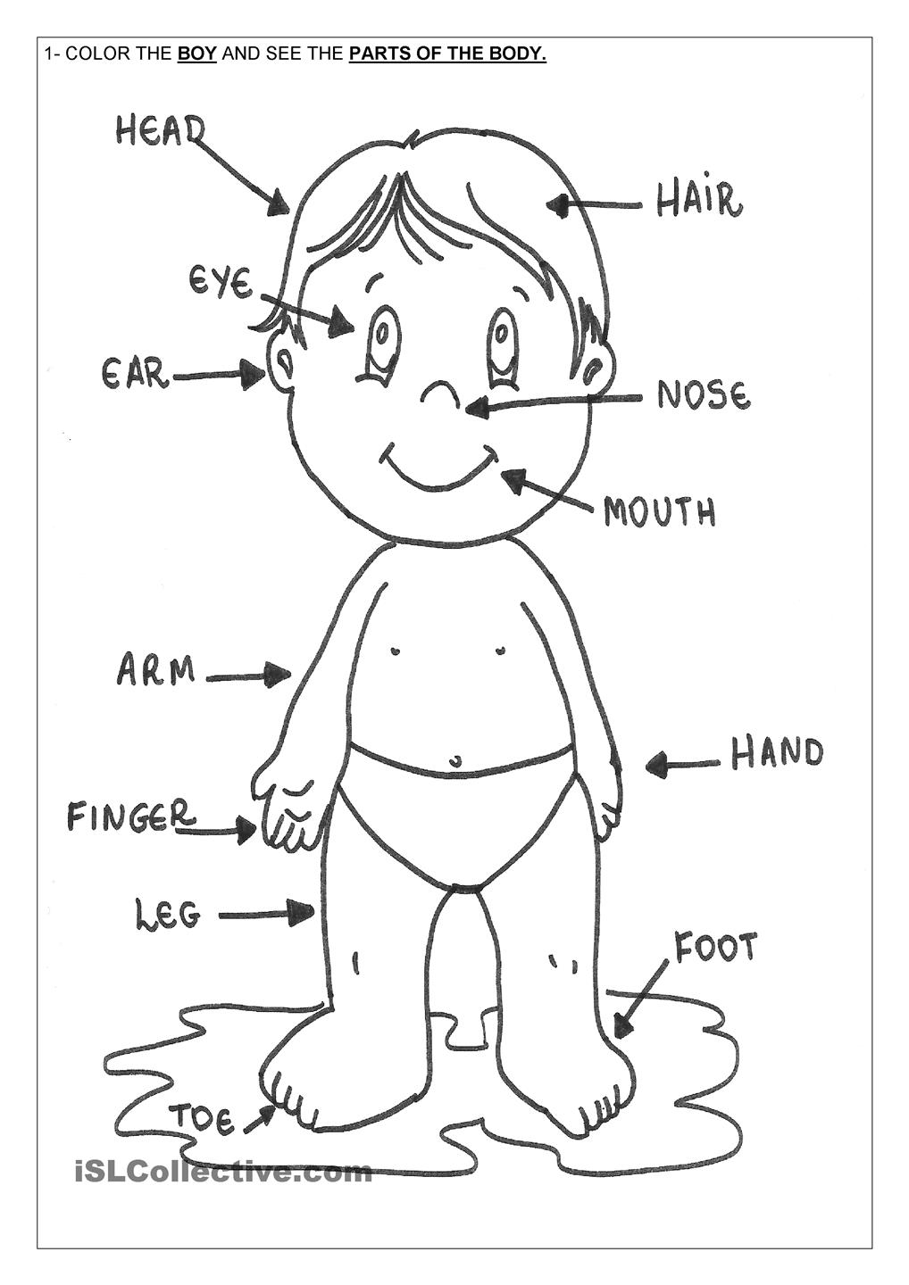 Free Preschoolers Coloring Pages Of The Human Body, Download Free