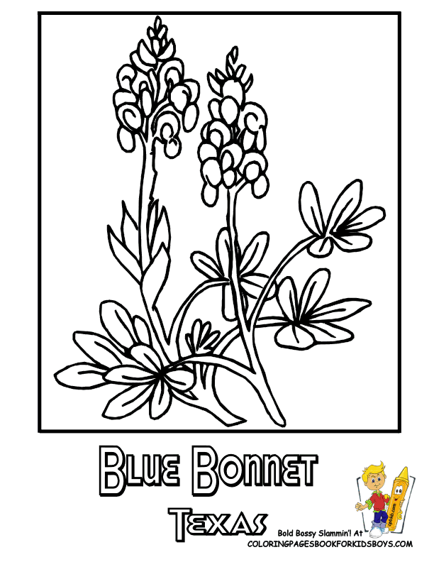 Flower Coloring Pages | States Penn-Wyoming | USA Islands | Free