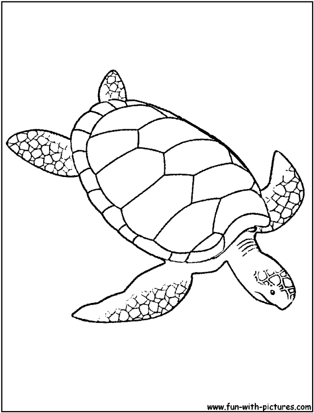 Sea Turtle Coloring Pages Coloring Book Area Best Source