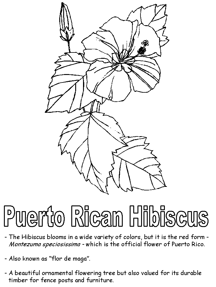 Puerto Rican hibiscus coloring pages