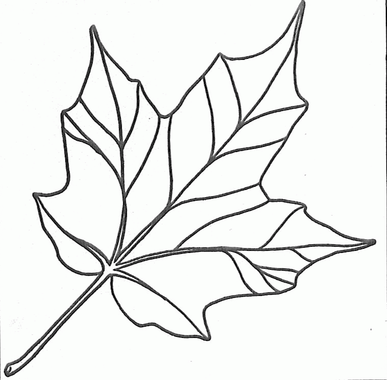 printable canadian maple leaf template blog abi