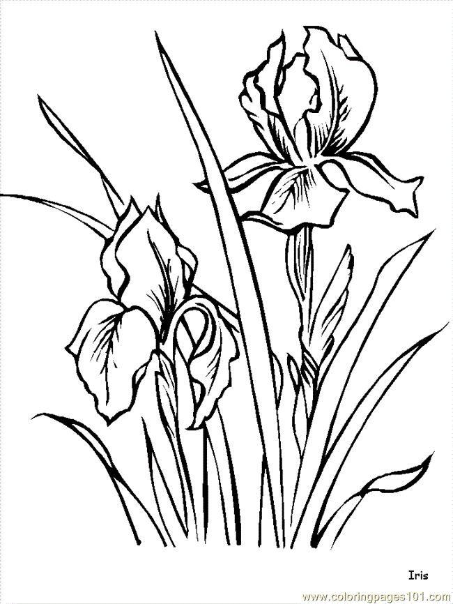 Coloring Pages Flower Coloring Pages Iris (Natural World  Flowers
