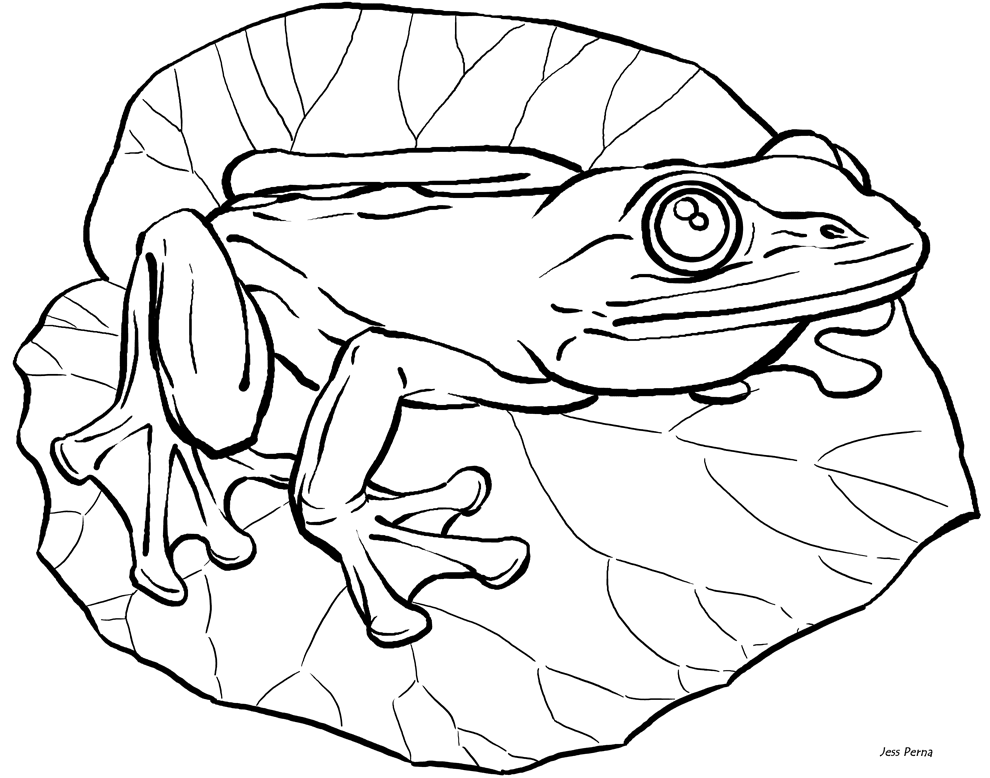 Animal Coloring Free Printable Frog 