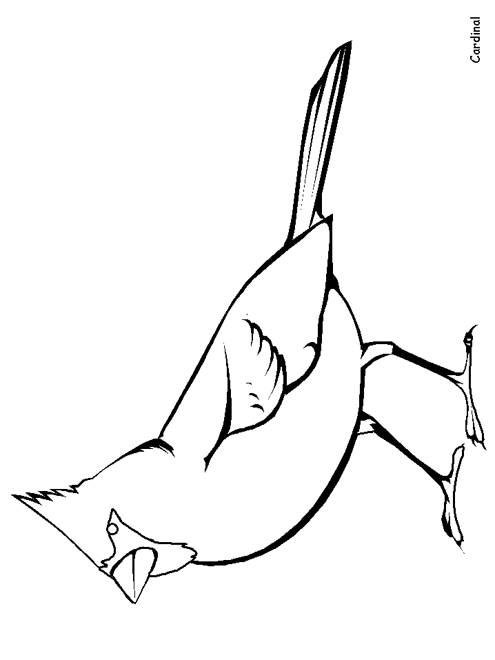 Cardinal Animals Coloring Pages  Coloring Book