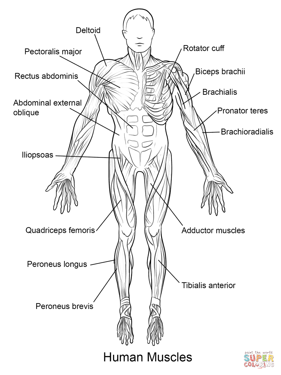 free-muscular-system-coloring-pages-download-free-muscular-system-coloring-pages-png-images