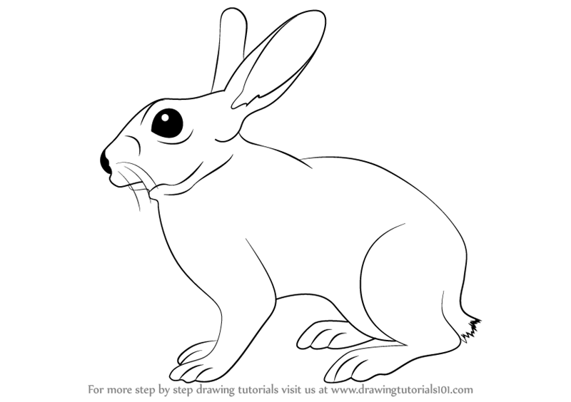 domestic rabbit - Clip Art Library