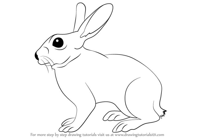 Free Rabbit Pictures To Draw, Download Free Rabbit Pictures To Draw png