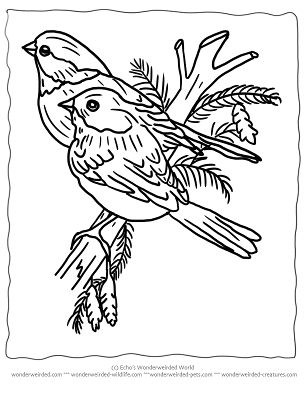 21  Printable Coloring Pages Of Birds