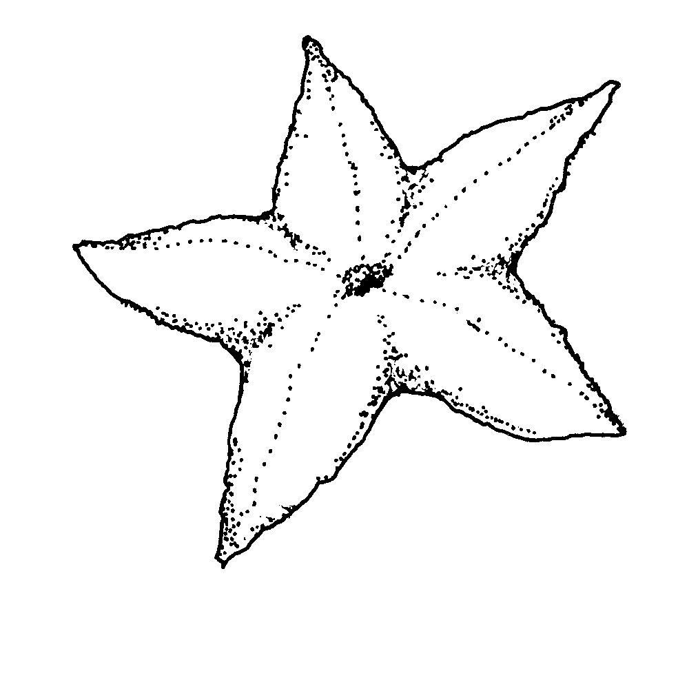 Free Printable Starfish 