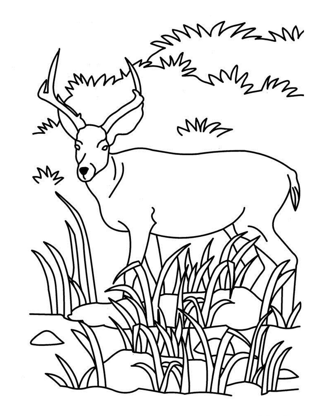 grassland coloring page   Clip Art Library
