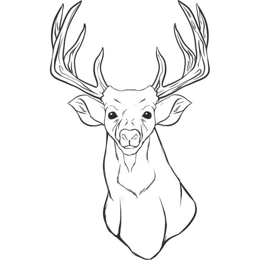 Free White Tailed Deer Coloring Pages To Print, Download Free White