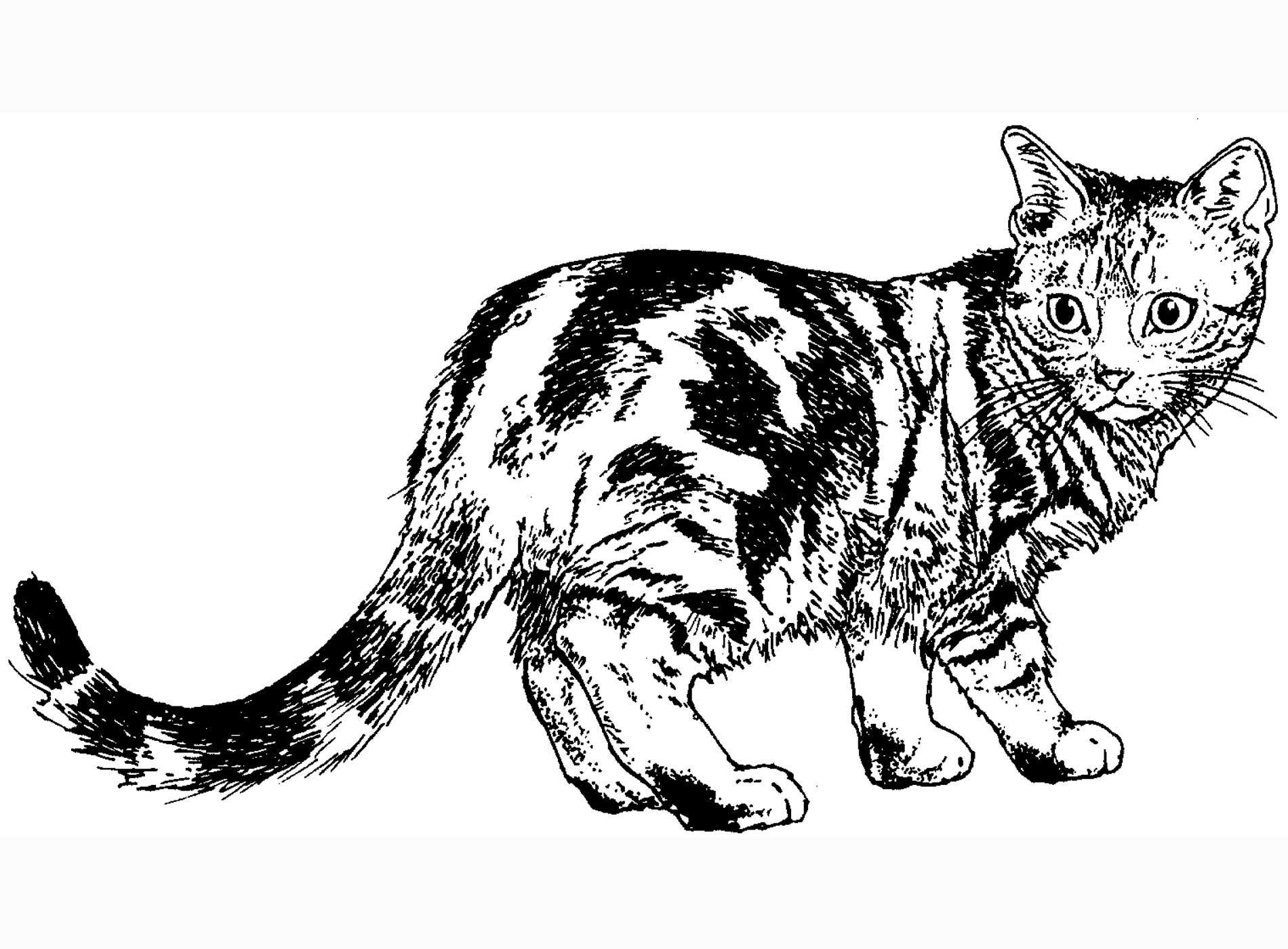 Featured image of post Cat Colouring Pages To Print Print coloring pages of cats