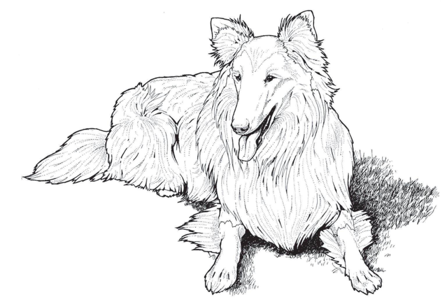 Featured image of post Dog Coloring Pages For Adults Printable - Features of colority™ dog coloring pages for adults: