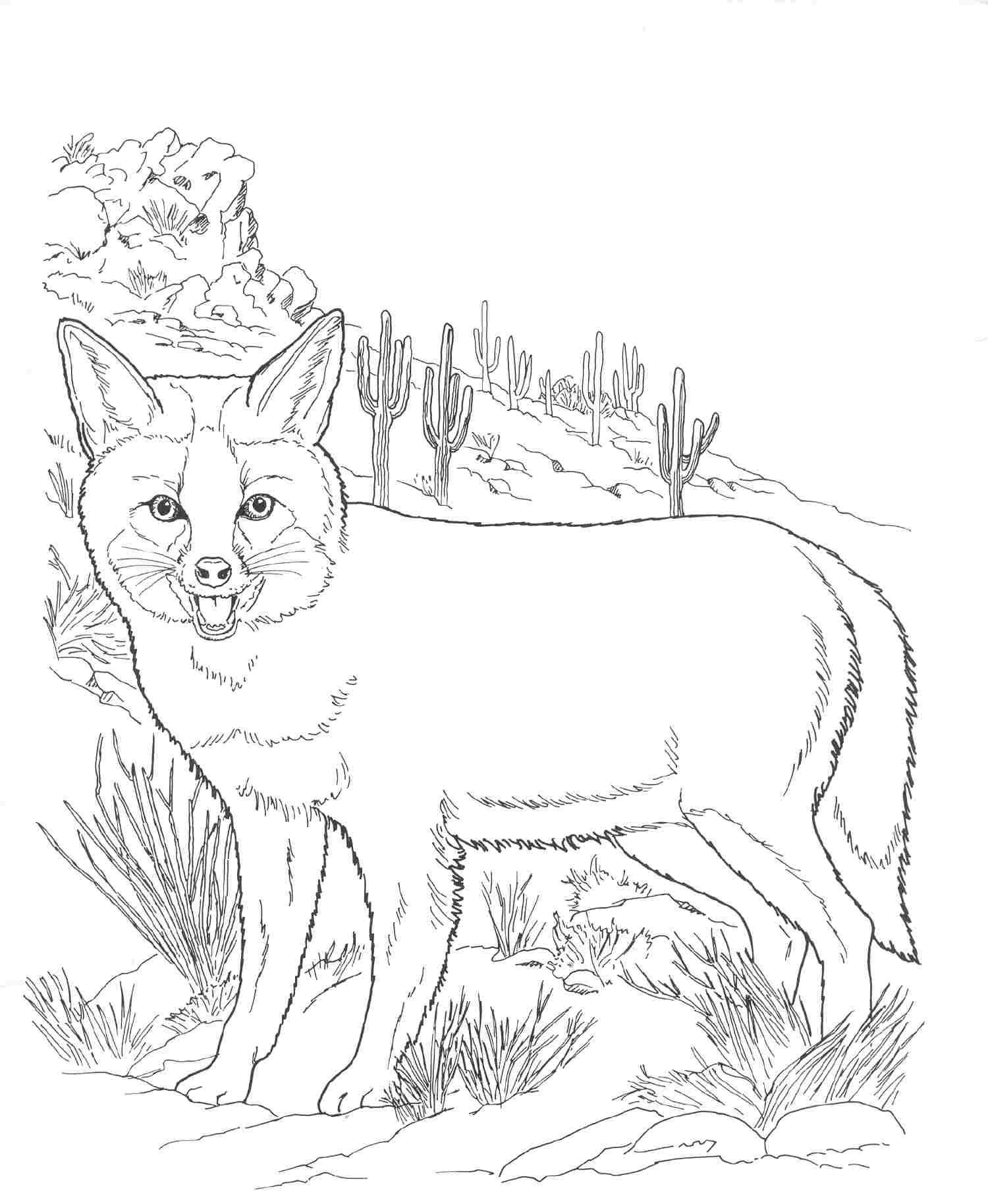 realistic fox coloring pages   Clip Art Library