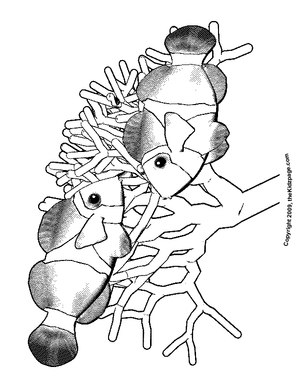 Clown Fish Free| Coloring Pages for Kids - Printable Colouring Sheets