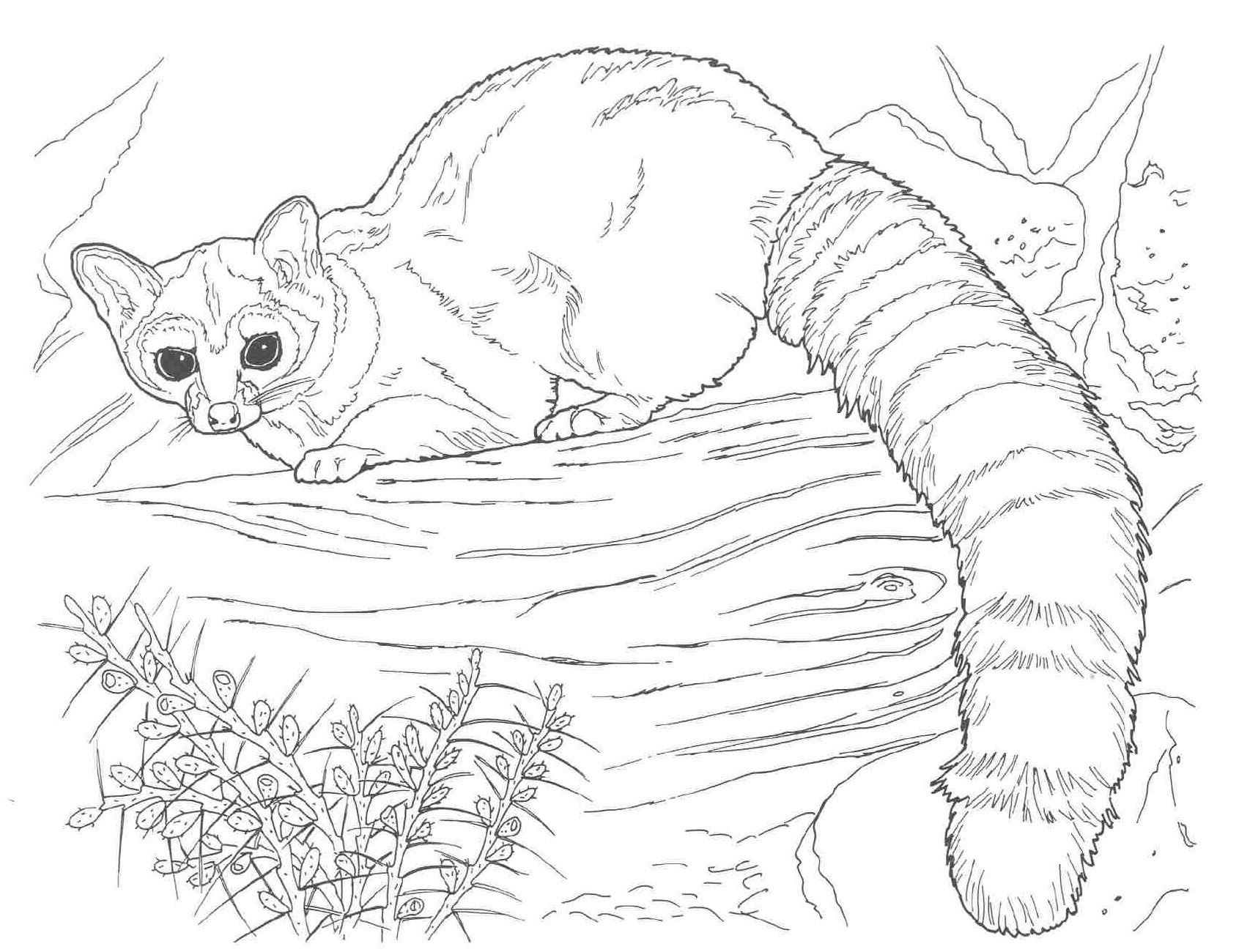 realistic kids animal coloring pages   Clip Art Library