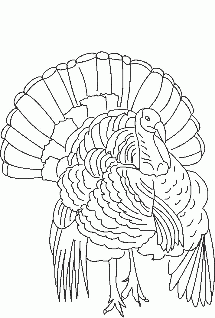  Wild Turkey Hunting Coloring Pages - Wild Turkey