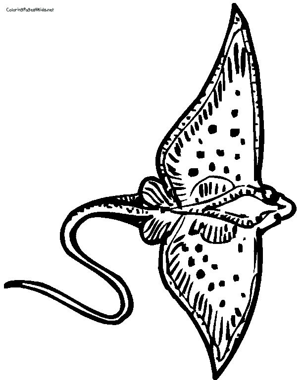 free-stingray-coloring-page-download-free-stingray-coloring-page-png